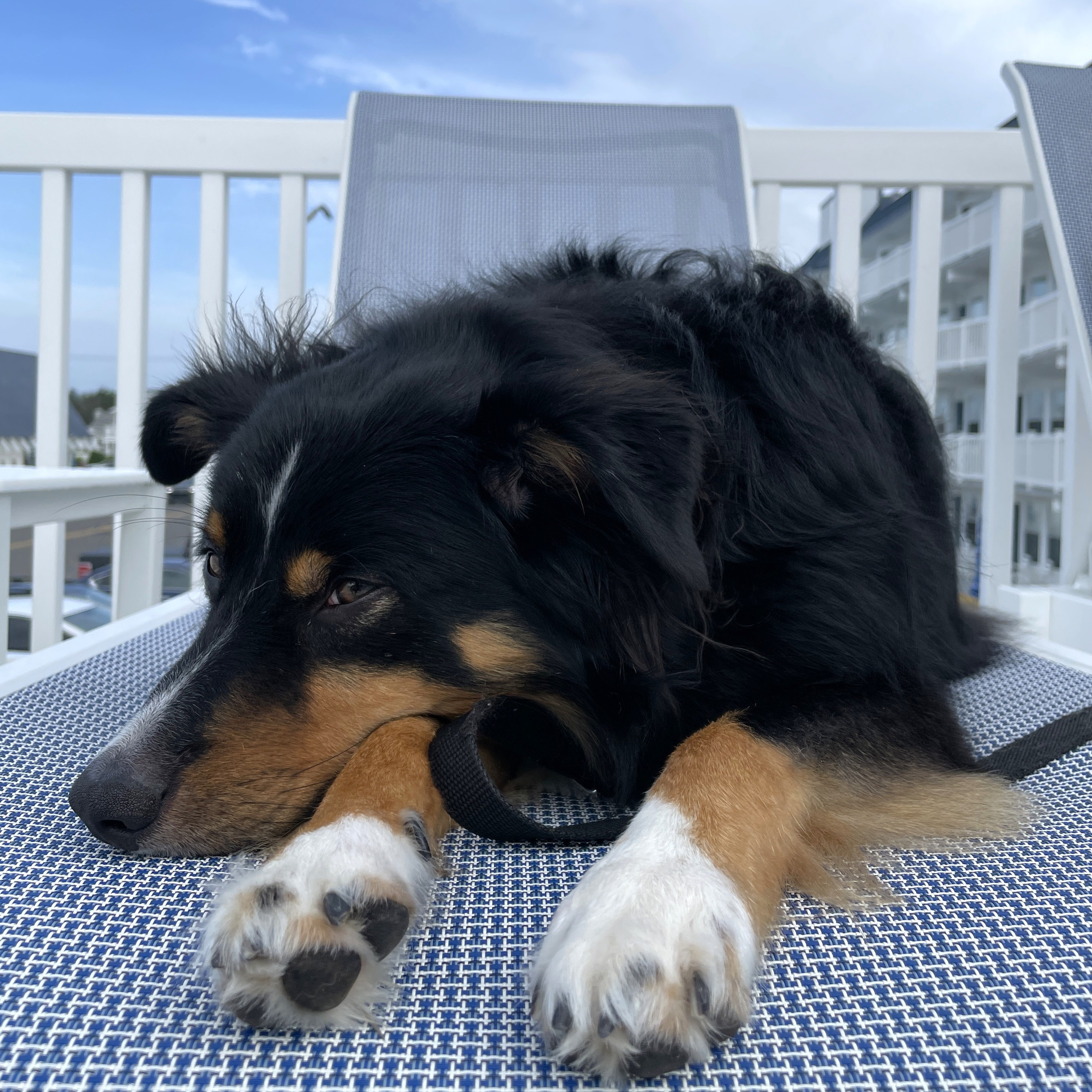 Jon's dog relaxing outside